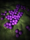 The mrsa - close up Royalty Free Stock Photo