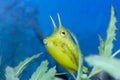 Longhorn cowfish with beautiful blue background Royalty Free Stock Photo