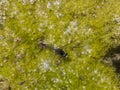 Dot-tailed Whiteface dragonfly on pond algae in the summer Royalty Free Stock Photo