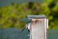 Male Tree Swallow bringing nesting material to his mate to build a nest in the nesting box Royalty Free Stock Photo