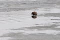 Muskrat on the edge of the ice getting ready to go into the water in the spring Royalty Free Stock Photo