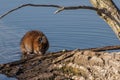 Muskrat eating the vegetation from the lake