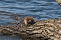 Muskrat on tree stump eating vegetation from the lake