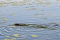 Muskrat taking vegetation for food and the den site