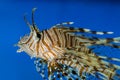 Volitan Lionfish swimming in an aquarium with beautiful blue background Royalty Free Stock Photo