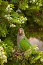 MS Monk Parakeet parrot Myiopsitta monachus perching on tree b