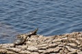 A pair of Western Painted Turtles sunning on a log in the park Royalty Free Stock Photo