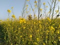 Mstured cultivation or field full of musterd plant Royalty Free Stock Photo