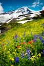 Mt. Baker and Wildflowers