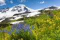 Mt. Baker Wildflowers Royalty Free Stock Photo