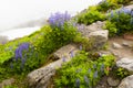 Mt. Baker Wildflowers Royalty Free Stock Photo