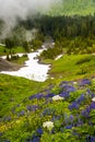 Mt. Baker Wildflowers Royalty Free Stock Photo