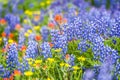 Mt. Baker Wildflowers Royalty Free Stock Photo