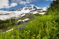 Mt. Baker Wildflowers Royalty Free Stock Photo