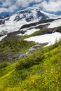 Mt. Baker Wildflowers Royalty Free Stock Photo