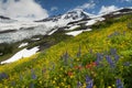 Mt. Baker Wildflowers Royalty Free Stock Photo