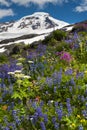 Mt. Baker Wildflowers. Royalty Free Stock Photo