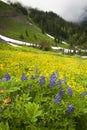 Mt. Baker Wildflowers. Royalty Free Stock Photo