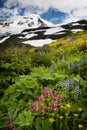 Mt. Baker Wildflowers. Royalty Free Stock Photo