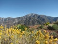 Mt Baldy from Sunset Peak