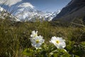 Mt Cook with Lily or Buttercups, National Park, New Zealand Royalty Free Stock Photo