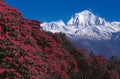 Mt. Dhaulagiri From Poon Hill, Ghorepani, Nepal