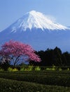 Mt fuji-378 Royalty Free Stock Photo