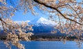 Mt. Fuji and Cherry Blossom at lake Kawaguchiko, Japan