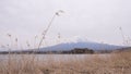 Mt.fuji with cherry blossom and yellow grass in a cloudy day. A landscape in Japan with its remarkable mountain.