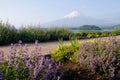 Mt.Fuji with flower garden at front