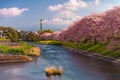 Mt. Fuji, Japan spring landscape Royalty Free Stock Photo