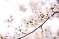 Mt.Fuji in kawaguchiko lake,Kawaguchiko lake of Japan,Mount Fuji, Kawaguchi Lake, Japan,with,Spring Cherry blossoms, pink flowers, Royalty Free Stock Photo