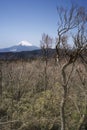 Mt. Fuji Royalty Free Stock Photo