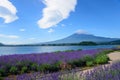 Mt. Fuji and Lavender at Lakeside of Kawaguchi Royalty Free Stock Photo
