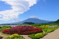 Mt. Fuji and Oishi Park Royalty Free Stock Photo