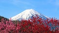 Mt Fuji with plum blossom. Royalty Free Stock Photo