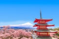 Mt Fuji with red pagoda in cherry blossom sakura in spring season. Royalty Free Stock Photo