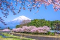 Mt. Fuji in Spring Royalty Free Stock Photo