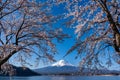 Mt. Fuji in the spring time with cherry blossoms at kawaguchiko Fujiyoshida, Japan. Mount Fuji is Japan tallest mountain and Royalty Free Stock Photo