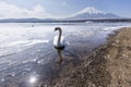 Mt. Fuji winter season shooting from Lake Yamanaka. Yamanashi, J