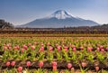 Yamanakako Hanano Miyako Koen park with iconic Mount Fuji in the background