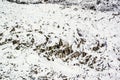 Mt. Gongga(Minya Konka) No.1 Glacier close-up