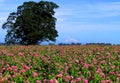 Mt. Hood with clover field Royalty Free Stock Photo