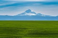 Mt Hood overlooking a new field of wheat Royalty Free Stock Photo