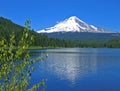 Mt. Hood with Trillium Lake