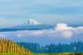 View of Mt. Hood From Dundee Hills