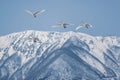 Mt.Ibukiin Japan covered with snow and swans in flying