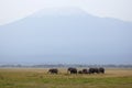 Mt. Kilimanjaro and herd of African elephants Royalty Free Stock Photo