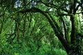 Mt Kilimanjaro scenery, Tanzania