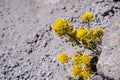 Mt. Lassen draba (Draba aureola) wildflowers blooming among rocks on the high elevation trails of Lassen Volcanic National Park,